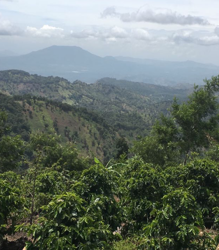 Finca El Durazno, Guatemala - Filter
