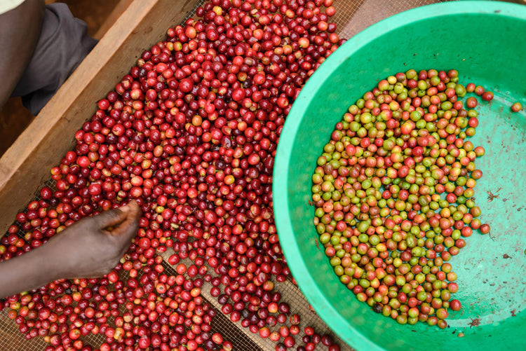 Rwenzori Cosmic Natural, Uganda - Filter