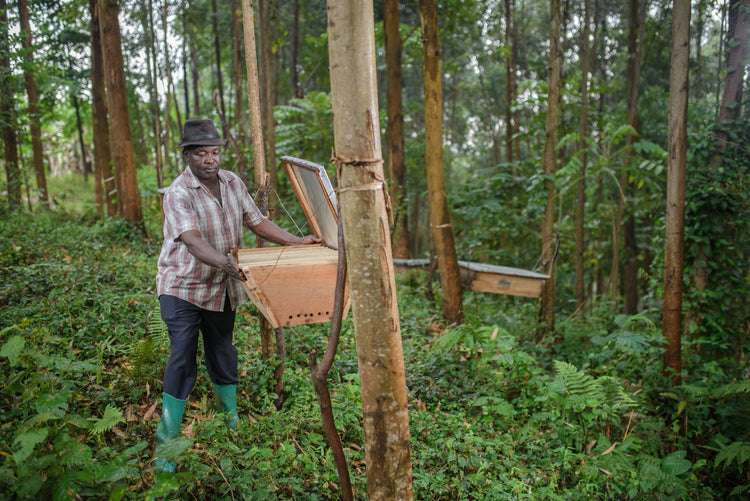 Rwenzori Cosmic Natural, Uganda - Filter