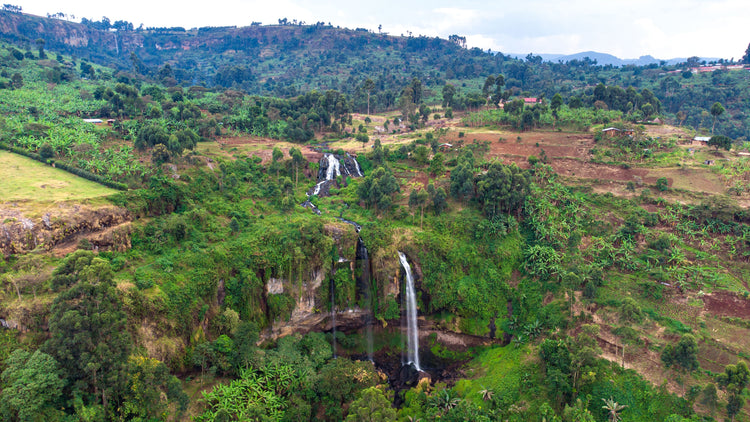 Rwenzori Cosmic Natural, Uganda - Filter