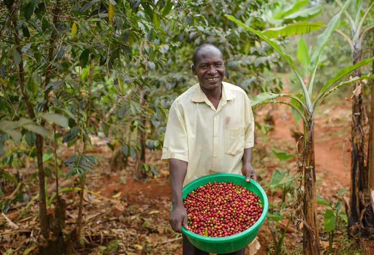 Mount Elgon Peaberry, Uganda - Filter