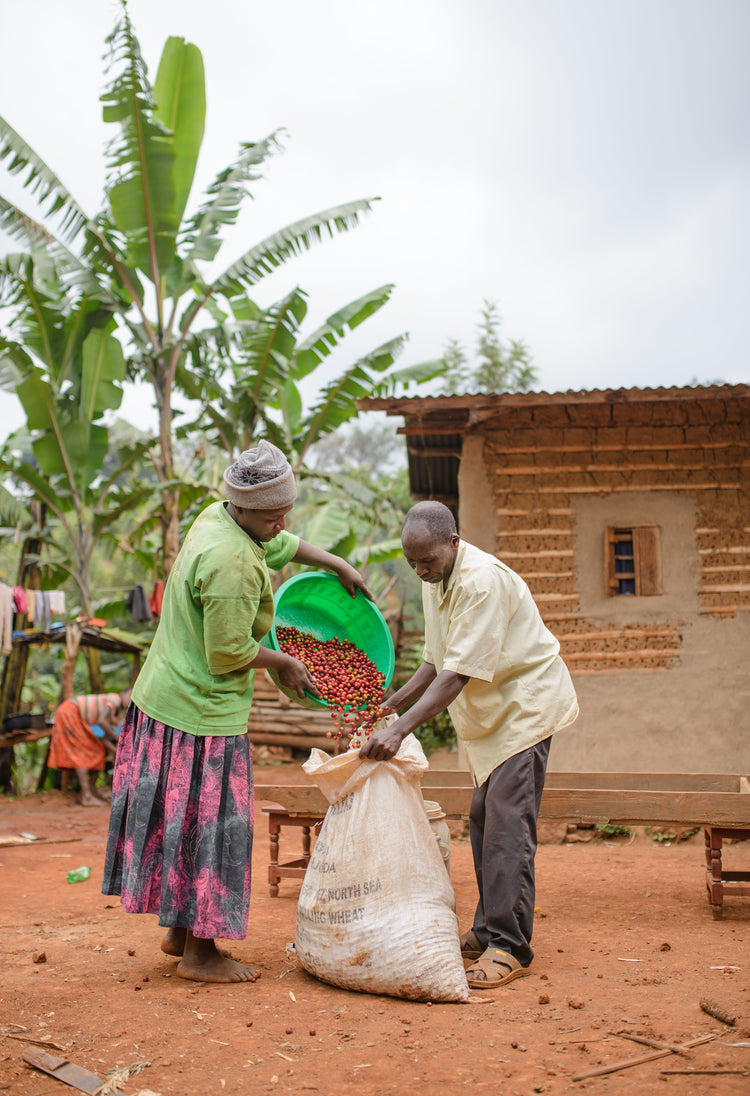 Mount Elgon Peaberry, Uganda - Espresso