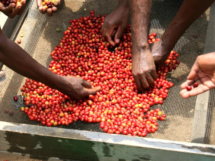 Bukonzo, Uganda - Espresso