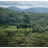 Gasharu, Rwanda - Espresso