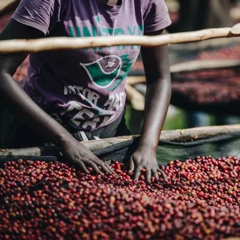 Gasharu, Rwanda - Espresso