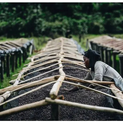 Gasharu, Rwanda - Espresso