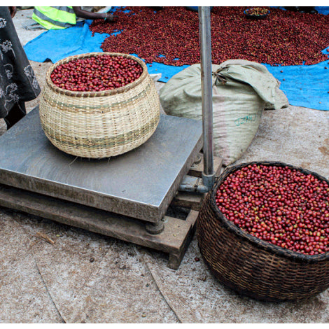 Sironko, Uganda - Espresso
